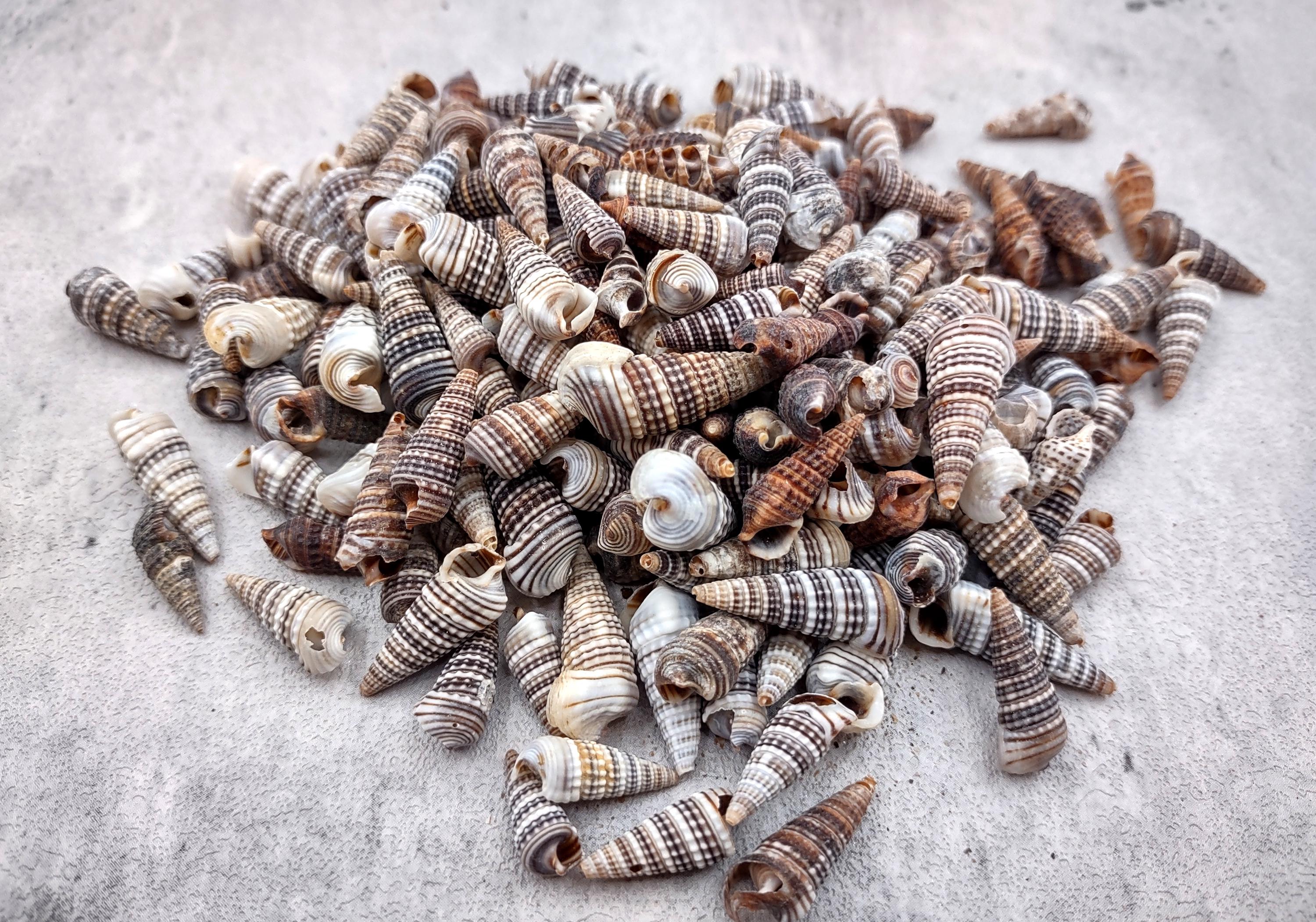 Channeled Cerith Seashells Spiral Cerithium Molniferus (approx. Half ...