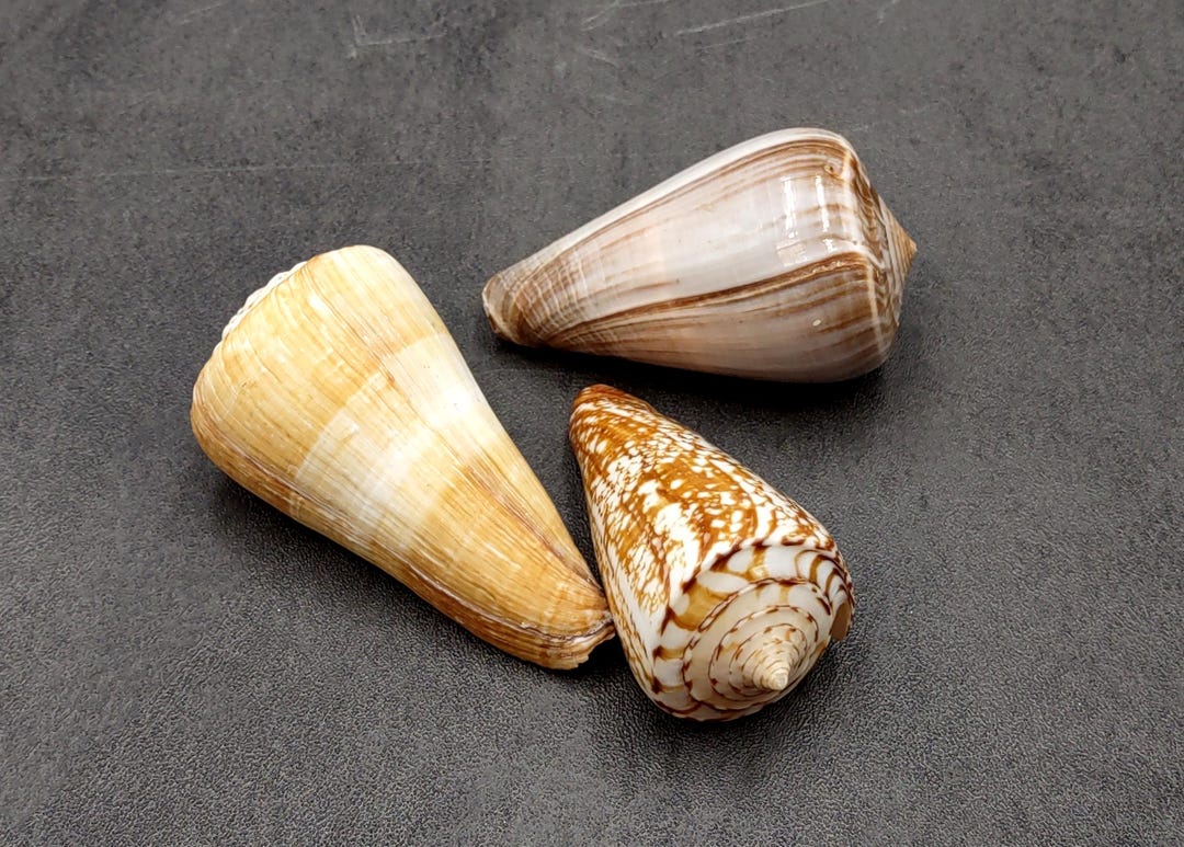 Large Cone Seashell Assortment Mix (3 Shells Approx. 2.5+ Inches ...