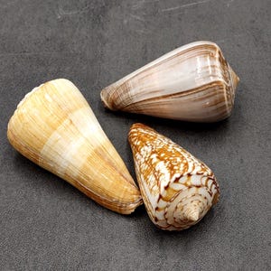 Large Cone Seashell Assortment Mix (3 shells approx. 2.5+ inches) Colorful Assorted Cone Shells for gifts crafts display & collecting!