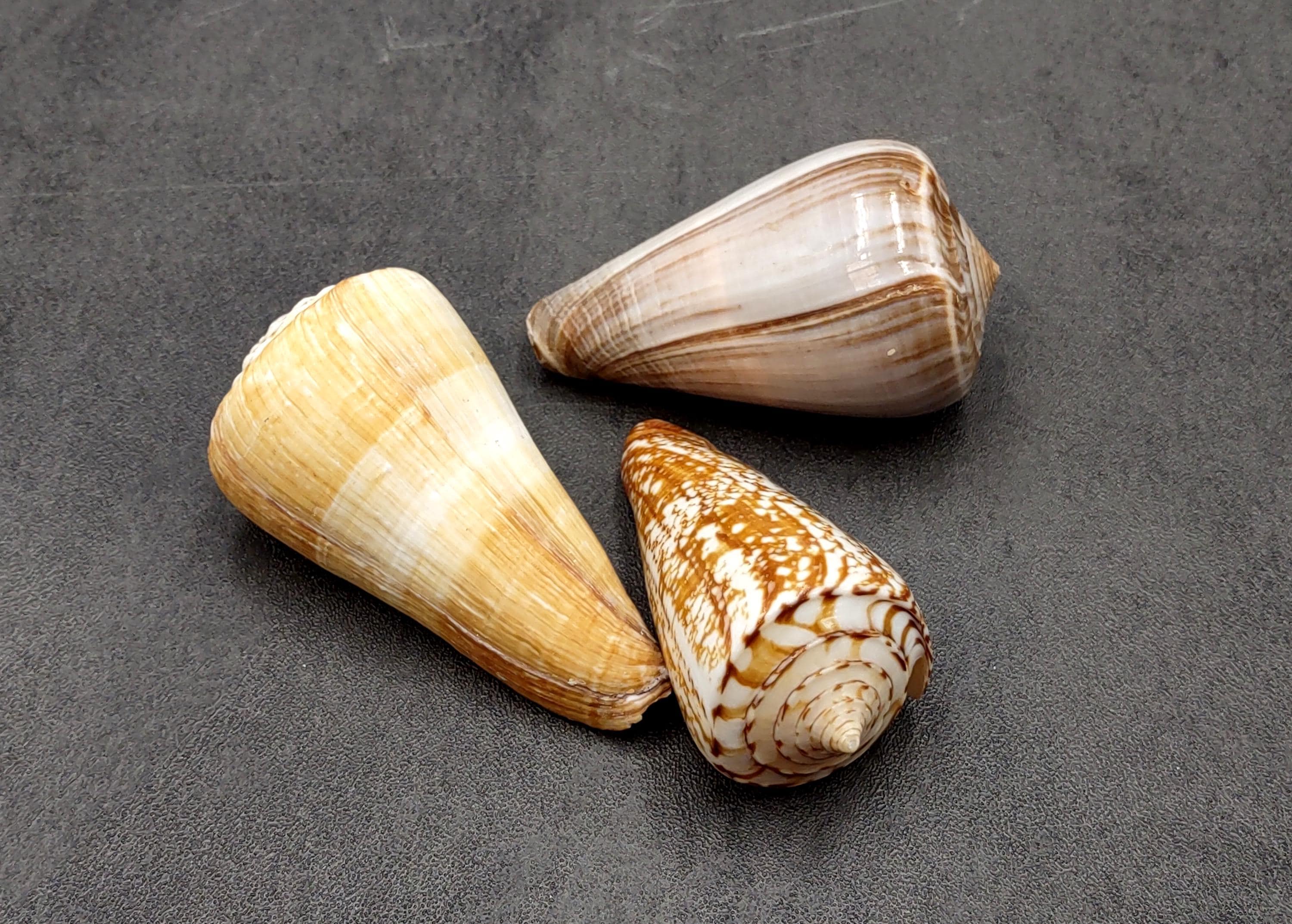 Large Cone Seashell Assortment Mix (3 Shells Approx. 2.5+ Inches ...