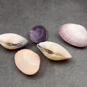 May include: Five seashells of varying colors and shapes are arranged on a dark gray surface. The shells range in color from cream and peach to purple and lavender. The shells have ribbed textures.