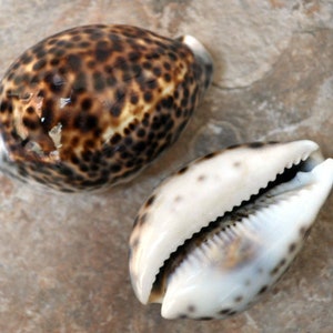 Tiger Cowrie Seashell - Cypraea Tigris - (2 shells approx. 2.75 - 3 inches)