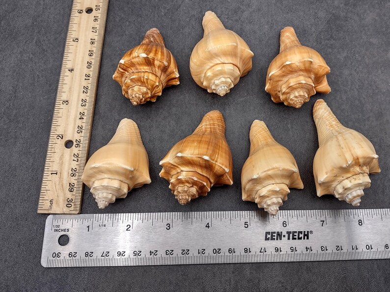 Shells Vole Vole Seashells Pugilina Cochlidium (3 Shells Approx. 2.5+ Inches ...