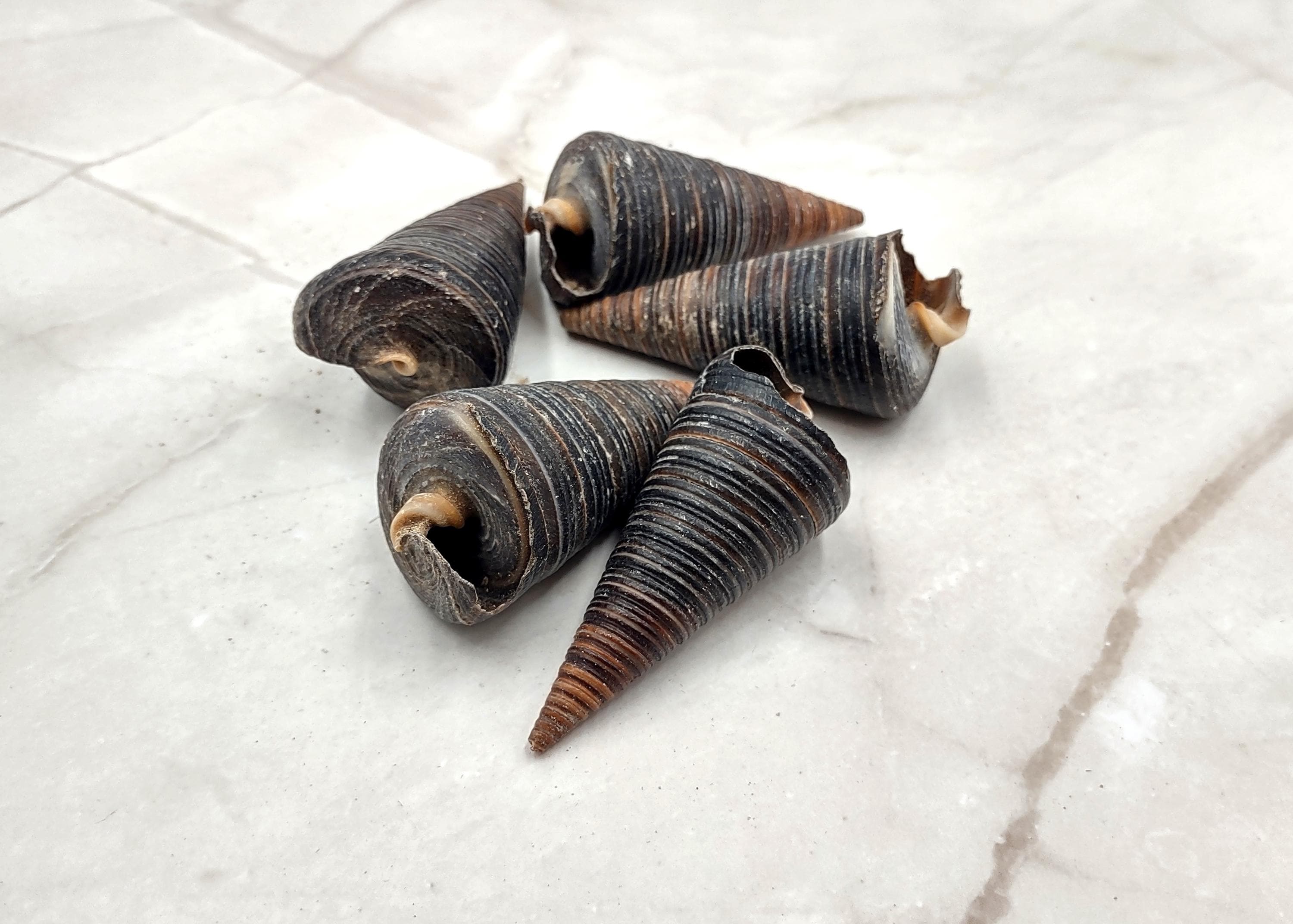 Telescope Snail Seashells Dark Brown Telescopium Telescopium (5