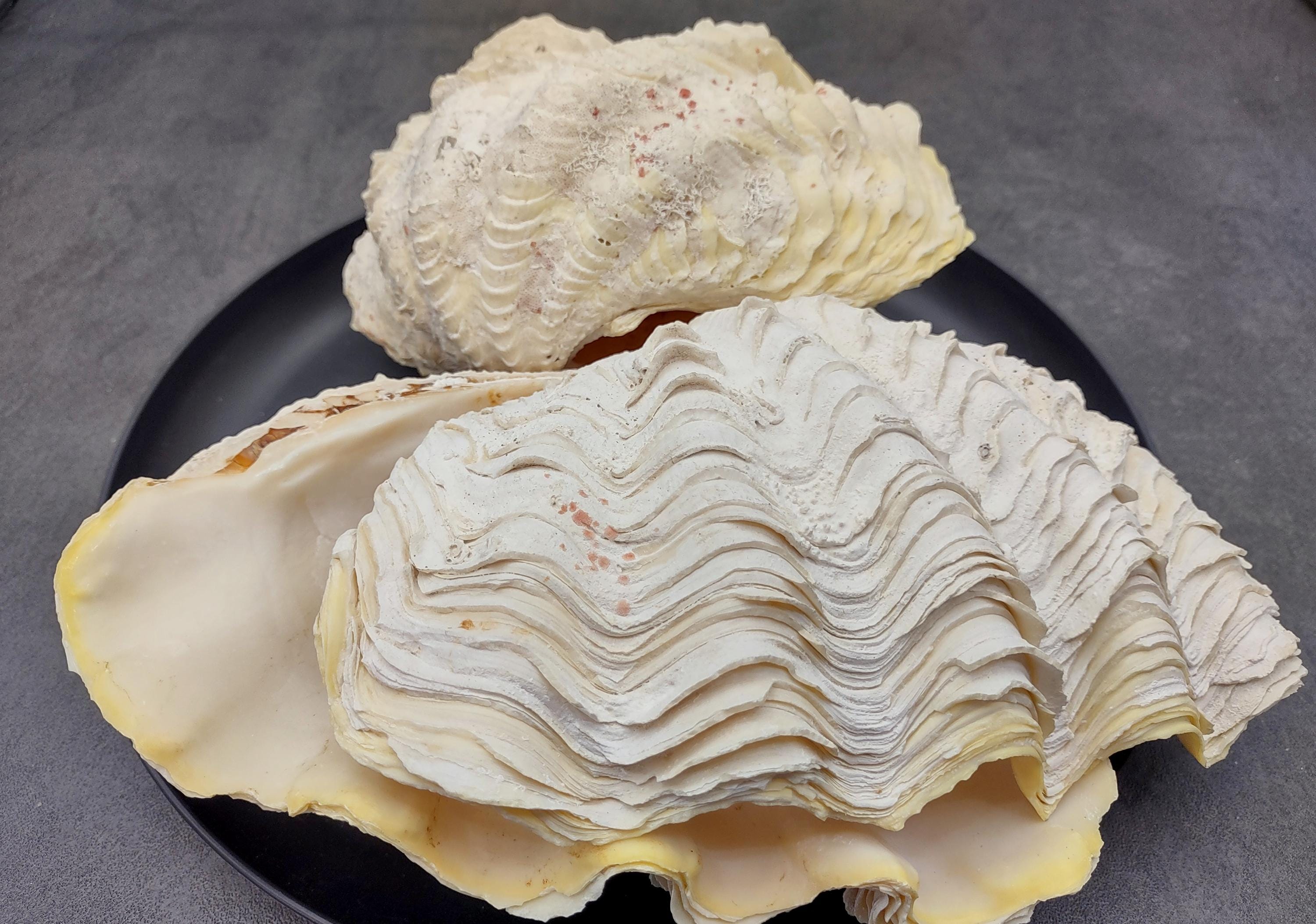 De Rasa Shells Large Derasa Clam Seashell White Tridacna Derasa (1 Shell Approx. 7 ...
