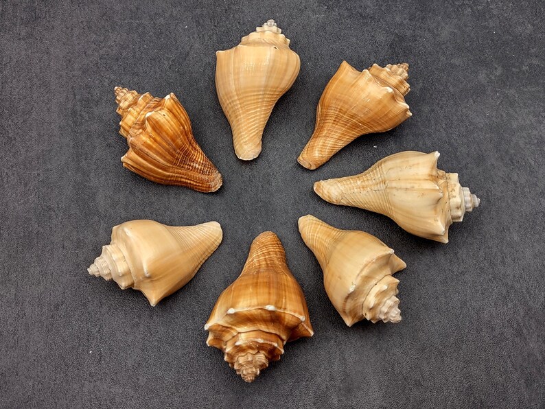 Shells Vole Vole Seashells Pugilina Cochlidium (3 Shells Approx. 2.5+ Inches ...