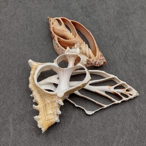 Center Cut Sliced Extra Large Seashell Assortment (3 shells approx. 3+ inches) Lovely shell for great coastal crafting and décor!