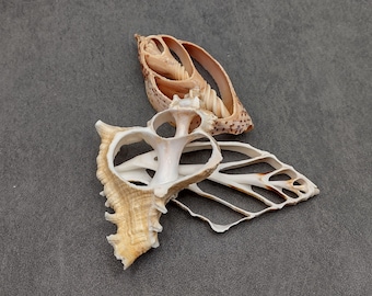 May include: Three seashells of varying shapes and sizes are displayed against a gray background. The shells are primarily beige and white, with intricate patterns and textures. The composition highlights the natural beauty and delicate structures of the shells.