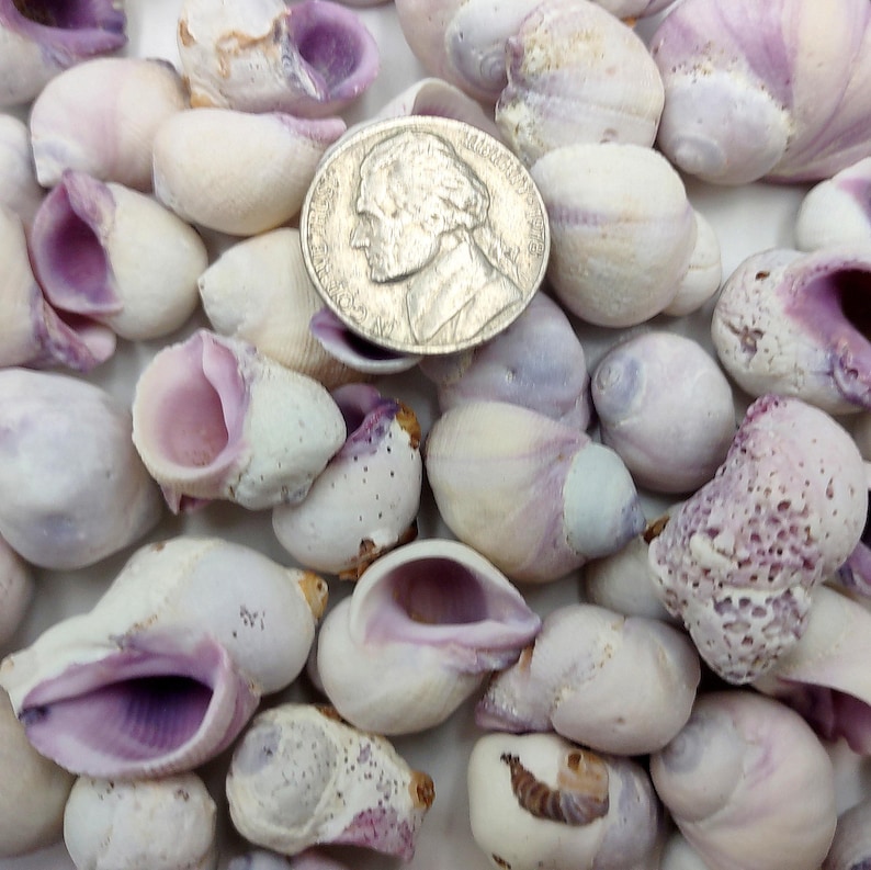 Cebu Beauty Violet Coral Seashells Coralliophila Neritoidea (approx. 40 ...