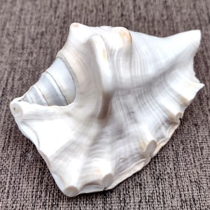 May include: A large, white conch shell with a textured surface and a spiral interior. The shell has a natural, organic shape with subtle brown and gray hues. The shell is a decorative item, perfect for coastal decor.