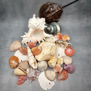 May include: A collection of various seashells and a dark brown horseshoe crab shell. The assortment includes white murex shells, orange and purple scallops, tan bivalves, a spotted auger shell, and flat white sand dollars arranged in a cluster.
