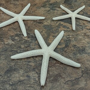 White Finger Starfish - Linka Laevigata - (3 starfish approx. 3-4 inches). Three white textured starfish laying next to eachother. Copyright 2022 SeaShellSupply.com.