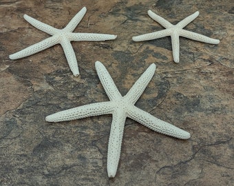 White Finger Starfish Linckia Laevigata (3 starfish approx. 3+ inches) White seastars ideal for coastal display, crafts, art or collecting!