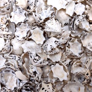 Pacific Sugar Limpet Seashells Patelloida Saccharina (approx. half cup +/-45 shells 0.5+ inches) Pacific Limpet Shell for jewelry & art!