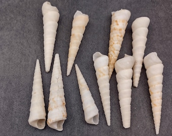 White Tan Turitella Seashells Turitella Terebra (10 shells approx. 2.5+ inches) Adorable shell for any coastal collection & display!