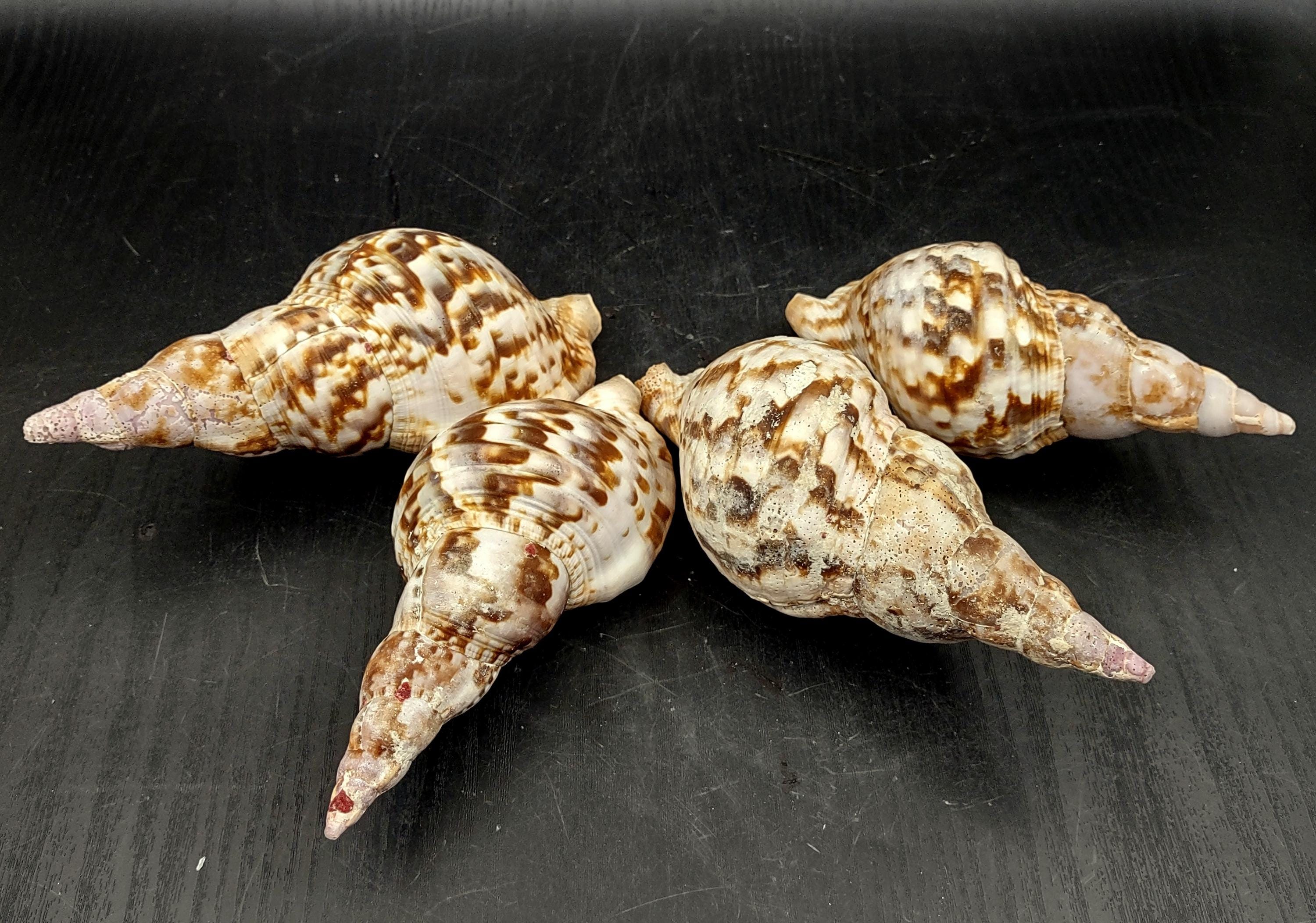 Trition Shell Caribbean Triton Seashell Charonia Tritonis (1 Shell Approx. 5+ Inches ...