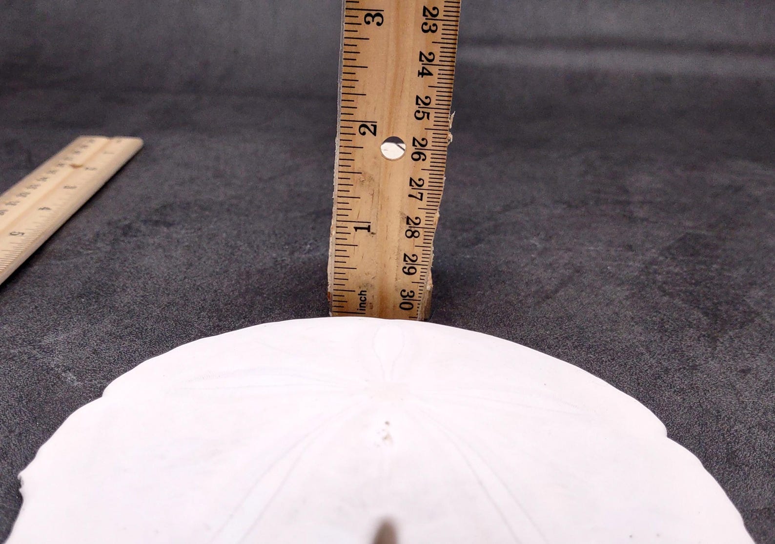 Arrowhead Sand Dollar Shell Extra Large Encope Michelini (1 Shell ...