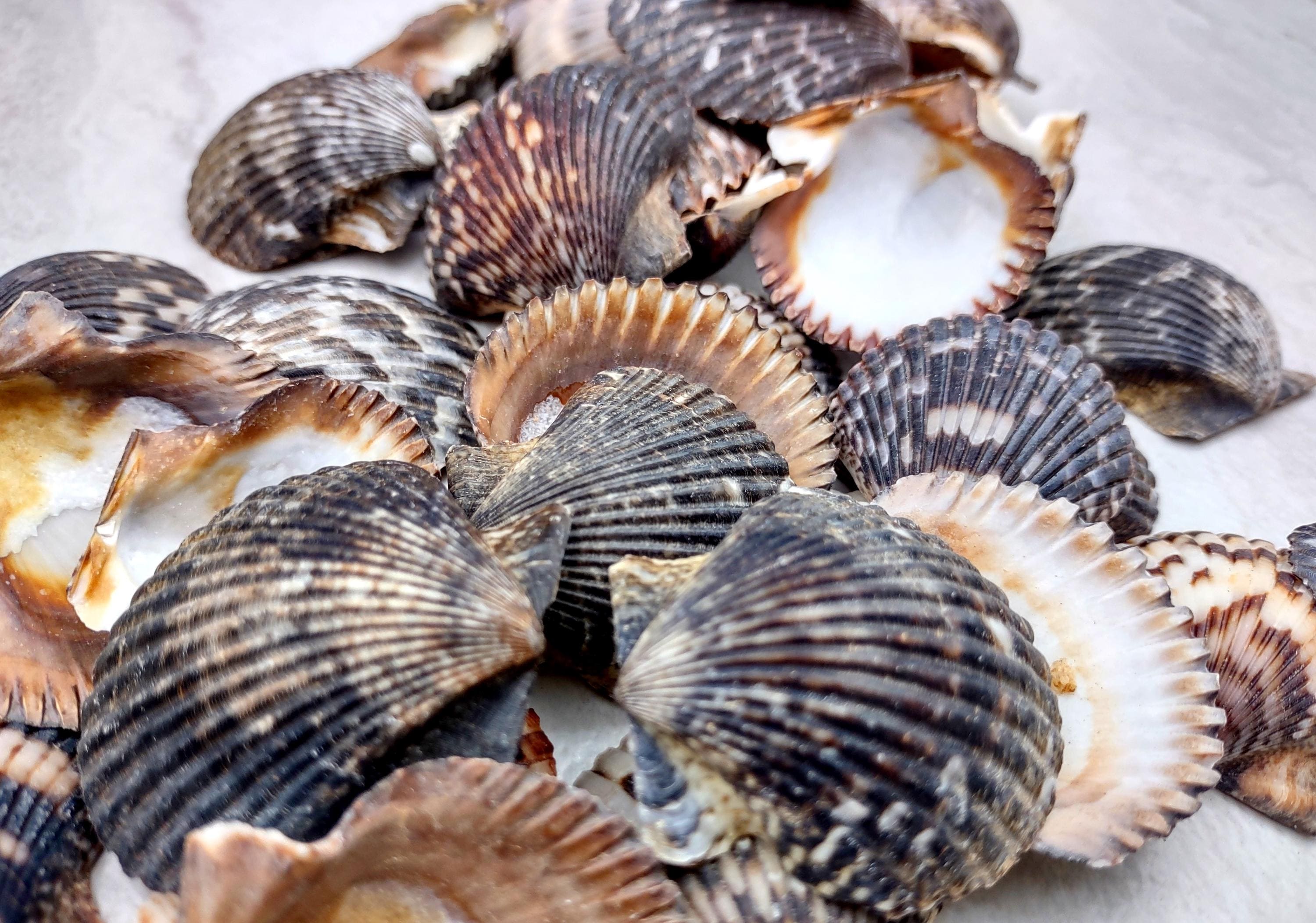 Calico Scallop Seashell Black Brown White Pecten Argopecten Gibbus (20 ...