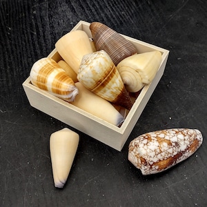 Cone Seashell Small Assorted Mix (6 shells approx. 1.5+ inches) Assortment of shells swell for coastal crafting and display!