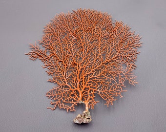 Red Orange Sea Fan Coral Echinogorgia SP (1 seafan approx. 5-6+ inches) Great for ocean décor display, art projects, crafts & collecting!