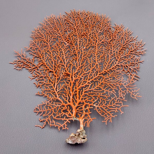 Red Orange Sea Fan Coral Echinogorgia SP (1 seafan approx. 5-6+ inches) Great for ocean décor display, art projects, crafts & collecting!