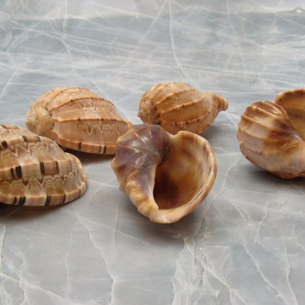 David Harp Seashells - Harpa Davidus - (5 shells approx. 1-2 inches)