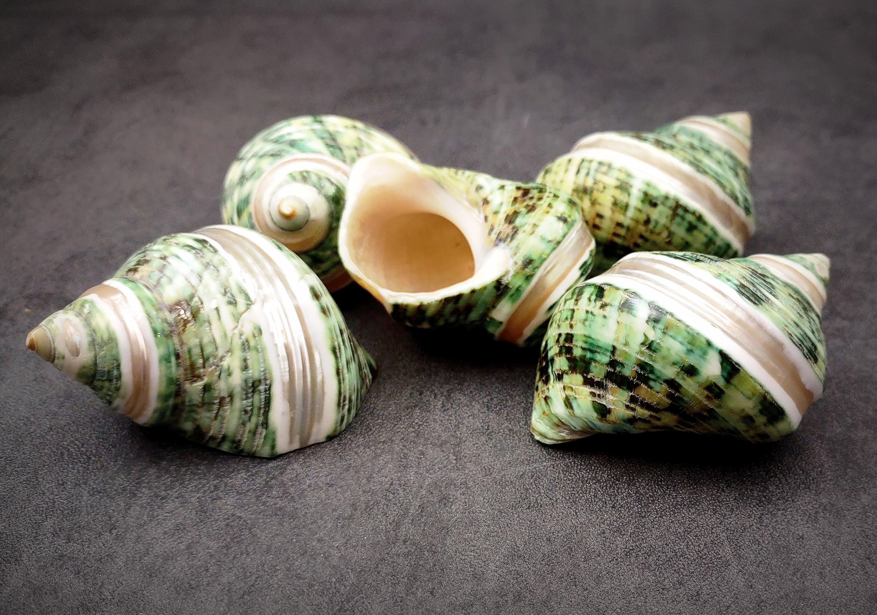Striped Silver Shell Green Silver Mouth Turbo Seashells With Pearlized Stripe Turbo ...