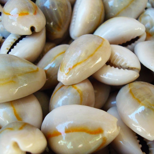 Ring Top Cowrie Seashells - Cypraea Annulus - (approx. 40-50 shells .5-.75 inches)