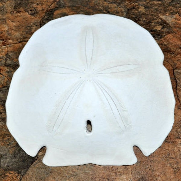 Arrowhead Sand Dollar, Extra Large Encope Michelini (One Sand Dollar 5-6 inch)