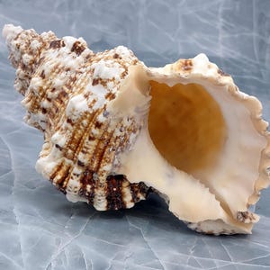 Giant Frog Seashells Brown Tan Orange Bursa Bubo (1 shell approx. 6+ inches) Giant Frog Shells for coastal themed display arts & crafts!