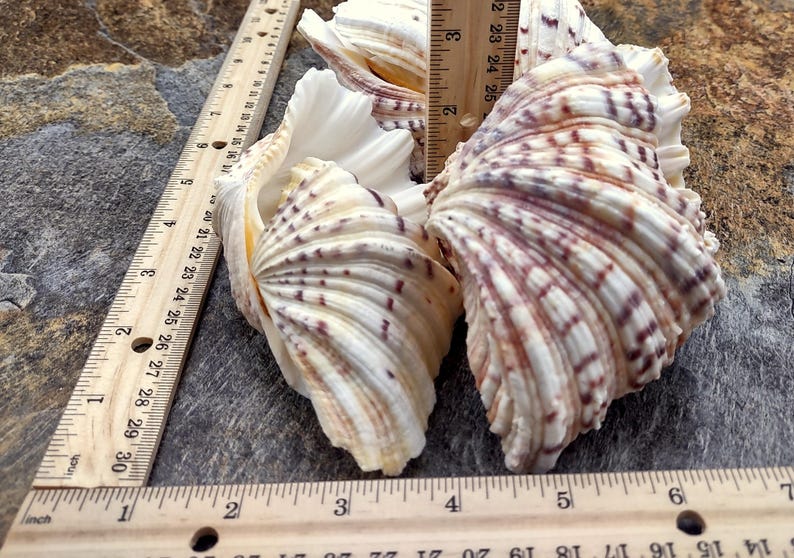 Bear Paw Clam Seashell Hippopus Hippopus (1 Shell Pair Approx. 4 ...