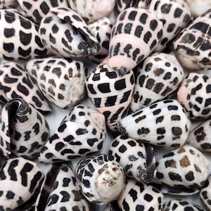 Large Hebrew Cone Seashells Conus Ebraeus White Black Spots (5 shells approx. 1.25+ inches) Great in jewelry clothing arts & crafting!