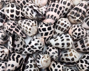Large Hebrew Cone Seashells Conus Ebraeus White Black Spots (5 shells approx. 1.25+ inches) Great in jewelry clothing arts & crafting!
