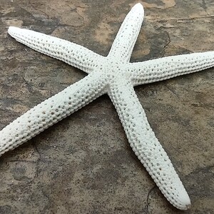 White Finger Starfish - Linka Laevigata - (3 starfish approx. 3-4 inches). Three white textured starfish laying next to eachother. Copyright 2022 SeaShellSupply.com.