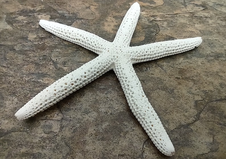 White Finger Starfish - Linka Laevigata - (3 starfish approx. 3-4 inches). Three white textured starfish laying next to eachother. Copyright 2022 SeaShellSupply.com.