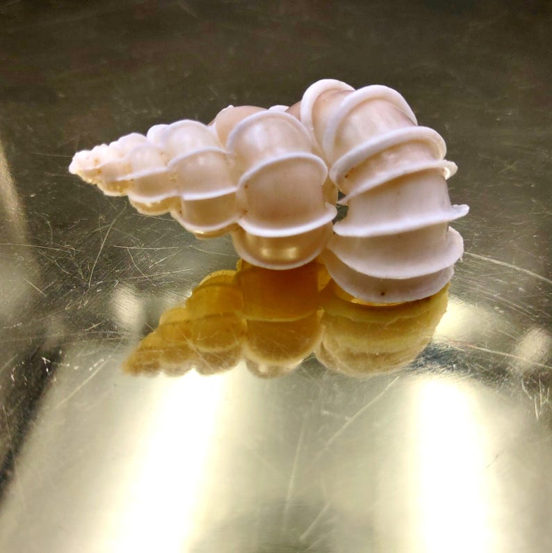 Precious Wentletrap Seashell Epitonium Scalare (1 Shell Approx. 1.5 ...