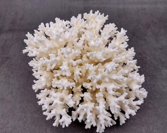 White Lace Coral Cluster Medium Pocillopora Damicornis (1 coral approx. 5-6+ inches) White Lace Coral for table centerpieces & display!