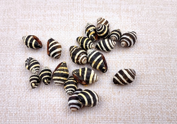 Bee Hive Bumble Bee Seashells Black White Yellow Engina Mendicaria (20 shells approx. 0.25+ inches) Bumble Bee shells for crafts & jewelry!
