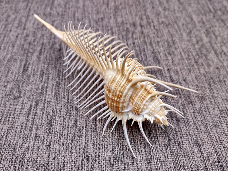 Deadly Comb Shell Murex Comb Seashell Murex Pecten (1 Shell Approx. 6+ Inches) Special ...
