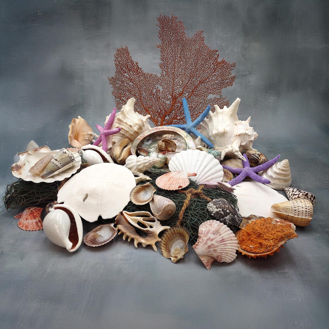 Seashell Variety Pack Assorted Mix B GRADE (approx. 40+ Shells 2-12 ...