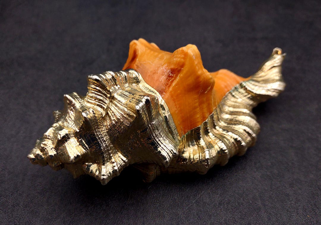 Plated Shells Silver Plated Black Spotted Triton Seashell (1 Shell Approx. 3-4 ...