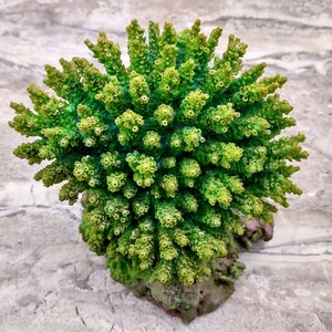 Green FAUX Table Coral - Acropora Hyacinthus - (1 FAUX Coral approx. 5Wx6Dx4T inches). Green thick fluffed coral set on rock. Copyright 2024 SeaShellSupply.co
