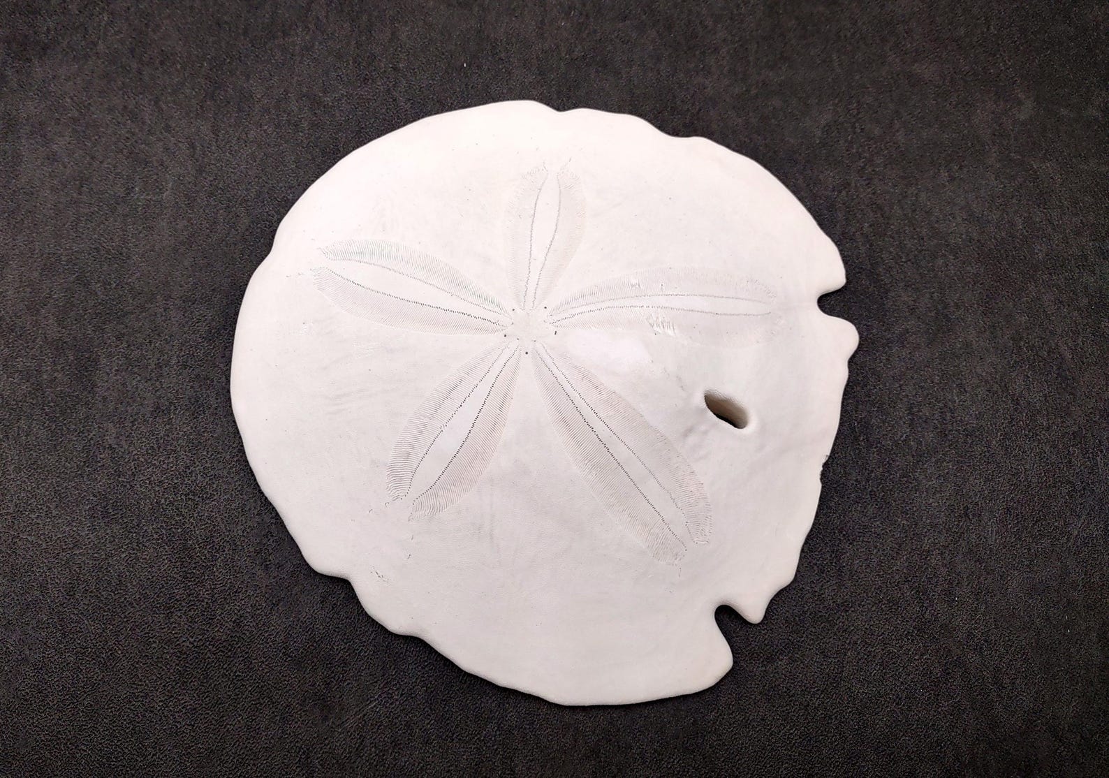 Arrowhead Sand Dollar Shell Extra Large Encope Michelini (1 Shell ...