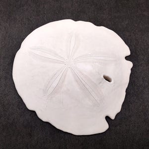 White Shell Arrow Head Arrowhead Sand Dollar Shell Extra Large Encope Michelini (1 Shell ...