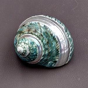 Polished Jade Turbo Shell w/Pearlized Stripe (3-3.5 inches) - Turbo Burgessi. jade spiral shells laying out for one to show the gold and green design white the other shows the opening. Copyright 2022 SeaShellSupply.com.