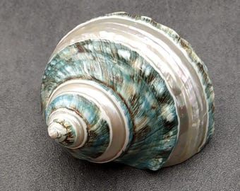 May include: A large, iridescent seashell with a swirling pattern of blue, green, and brown. The shell has a smooth, polished surface and a pearly sheen.