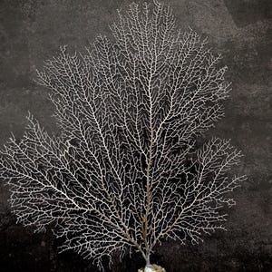 White Sea Fan Coral (1 fan approx. 10-11+ inches) Adorable sea fan for any coastal projects or as a collection addition!
