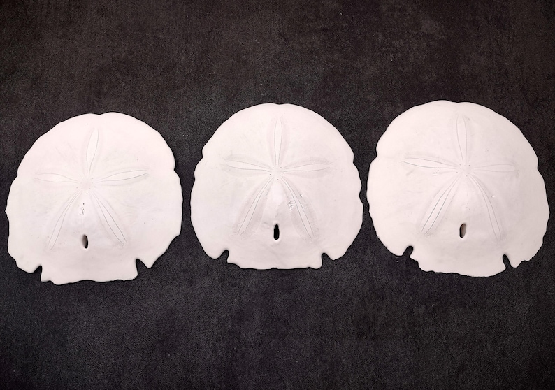 Arrowhead Sand Dollar Shell Extra Large Encope Michelini (1 Shell ...