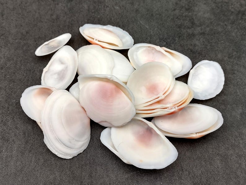 Rose Tellin Shell Rose Petal Tellin Seashell Halves Pink Eurytellina Lineata (approx. 20 ...