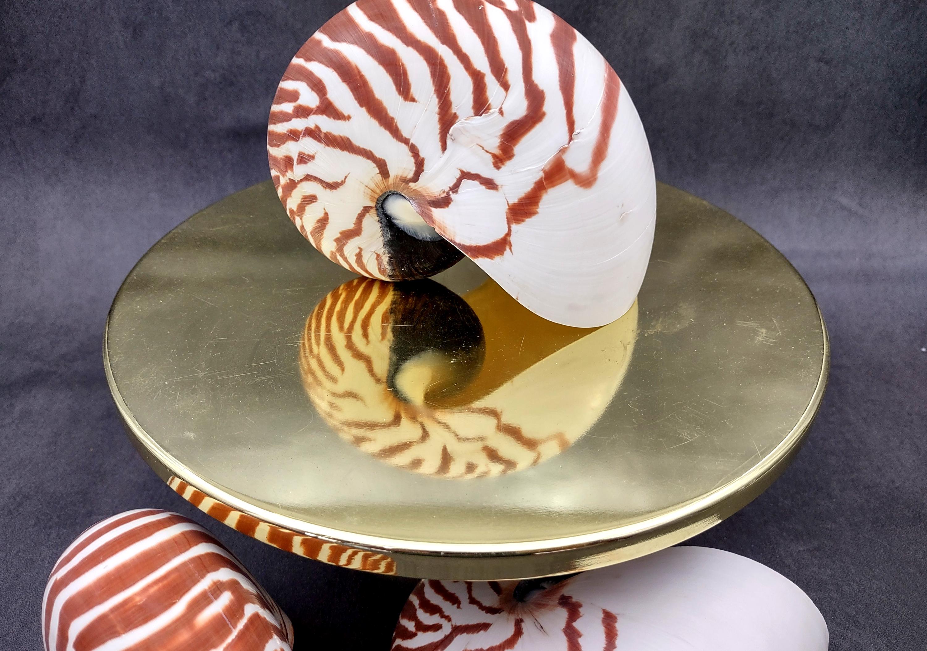 Tagitis Seashell Natural Nautilus Seashell Nautilus Pompilius (1 Shell Approx. 5+ Inches ...